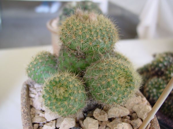 Frailea_knippeliana_1